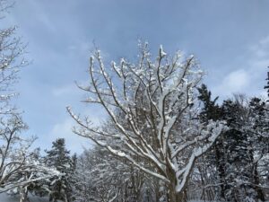 ハルニレの樹に積もった雪