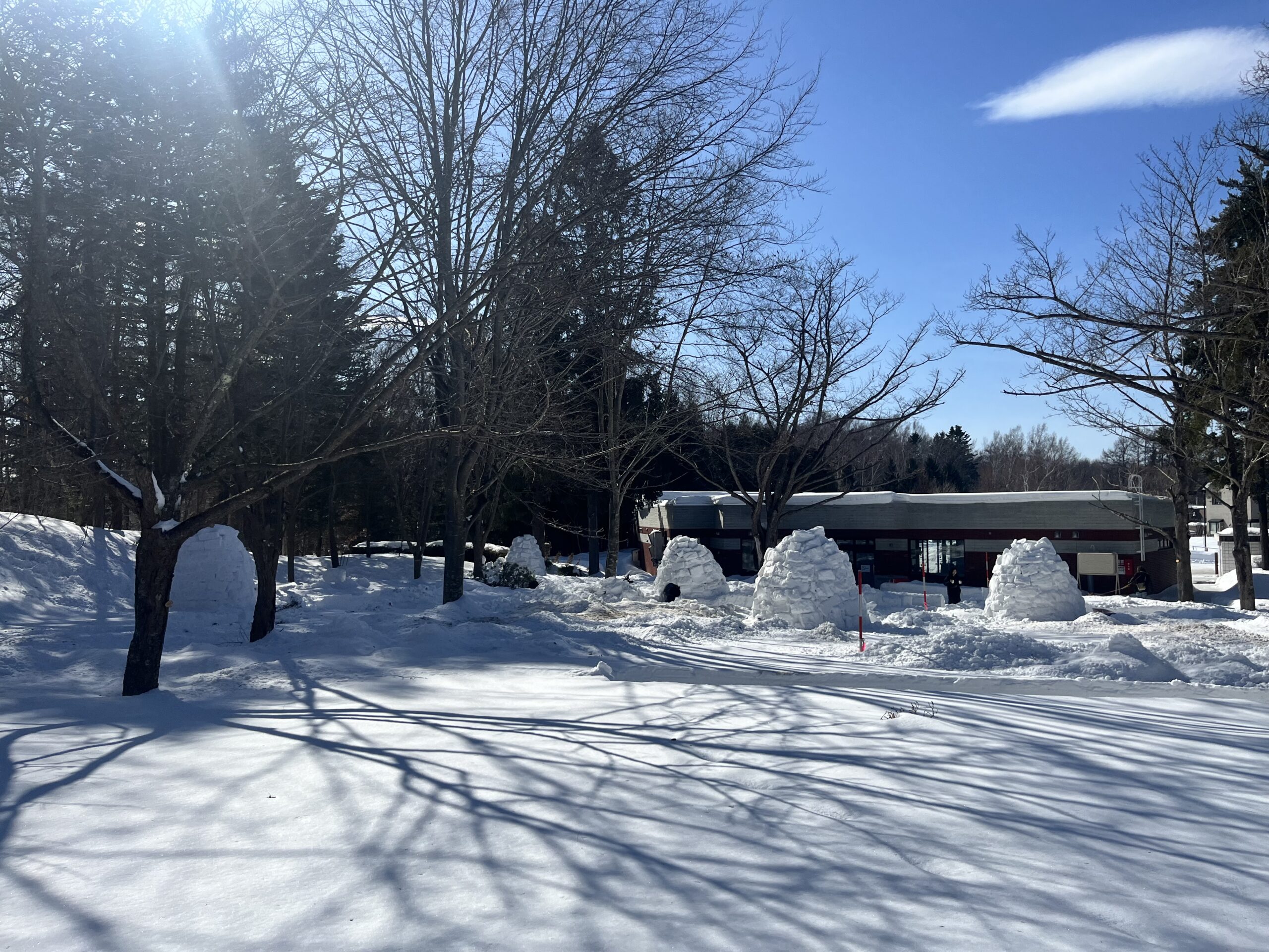 森の中にいくつの出来たイグルー