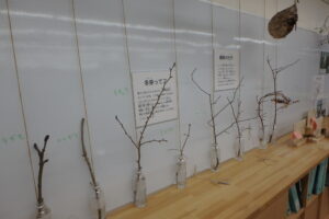 ボトルに冬芽の枝がいけられた冬芽の展示の様子