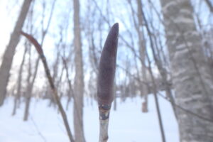 ホオノキの冬芽