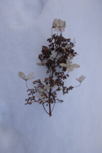 ノリウツギの飾り花