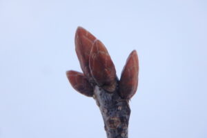 ミズナラの冬芽