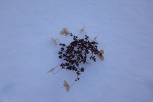 ツルアジサイの飾り花