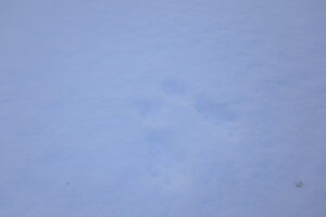 エゾリスの足跡