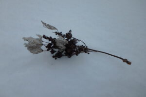 イワガラミの飾り花