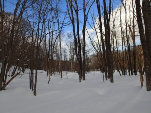 雪が積もった森の中の様子