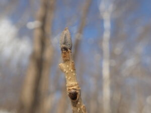 コーヒー豆のような形の灰色の冬芽