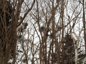 樹木にたくさんついたヤドリギ