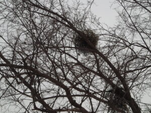 ヤドリギとレンジャクの群れ