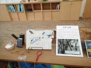 レンジャクについての展示物