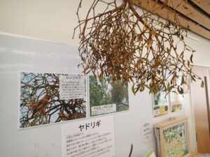 ヤドリギのドライと説明のパネル