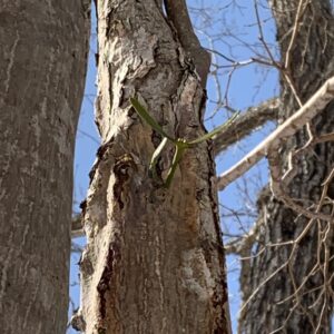 茎に二枚葉が出ているヤドリギ