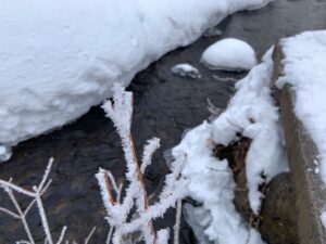 木の枝に雪の結晶が付いている