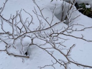 木の枝に雪の結晶が付いている