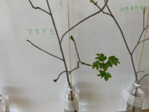 木の枝の芽から葉が開き始めている