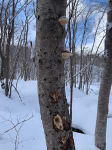 キノコの生えた木の幹にキツツキの開けた穴