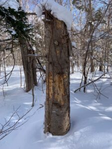 木の幹の樹皮がはがれ、穴が開いている