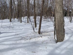 雪の上に木くずが散乱している