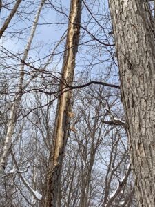 樹皮がはがれた枯れ木