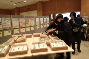 トンボの標本の手直しをする卒業生スタッフ