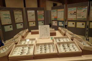 ずらりと並んだトンボの標本