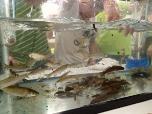 水槽の中の生きものたち