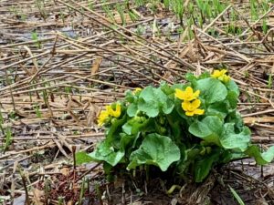 エゾノリュウキンカの黄色い花