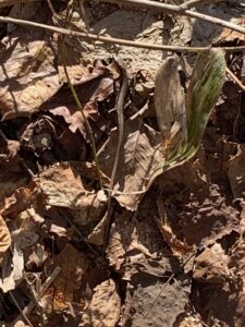 落ち葉の上のニホンカナヘビ