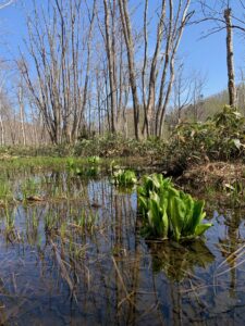 湿原に咲くにミズバショウ