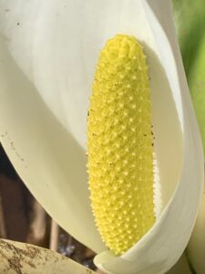 ミズバショウのアップ