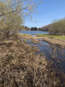 湿原から見た池の様子