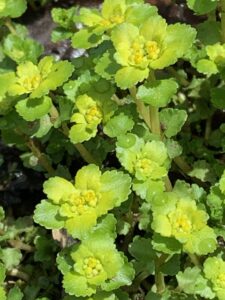 ネコノメソウのレモン色の花