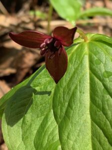 エンレイソウの濃いエンジ色の花