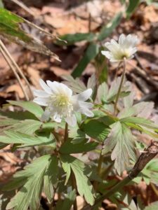 キクザキイチゲの白い花