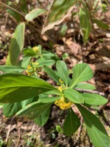 黄色いナニワズの花