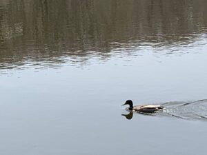 池のマガモ