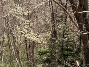 キタコブシの白い花