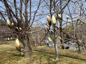 ハクモクレンの白い蕾