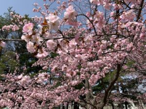 エゾヤマザクラの桃色の花