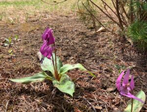 紫のカタクリの花