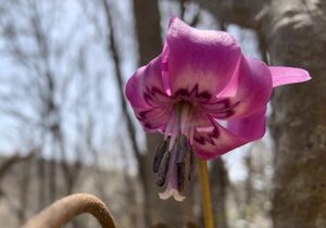 紫のカタクリの花のアップ