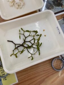 ヤドリギの花のついた枝