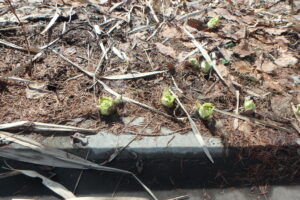 土から出てきたフキノトウ