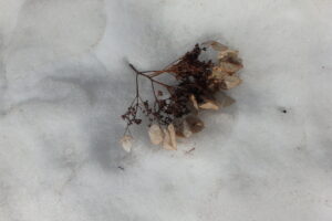 イワガラミの飾り花