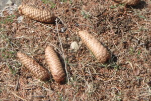 地面に落ちているマツボックリ