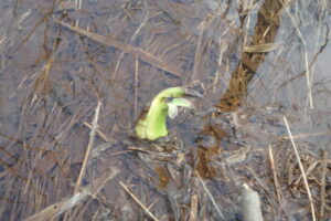 水面から顔を出したミズバショウの芽