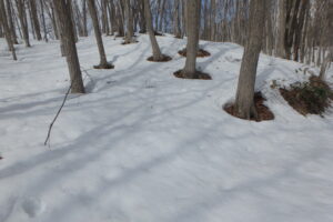 木の幹の周りの雪が融けている