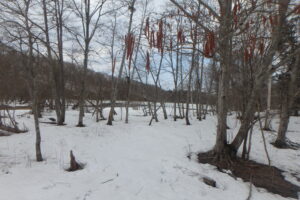 長く毛虫のようなケヤマハンノキの雄花の集まり