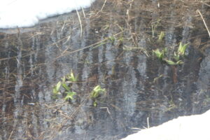 ミズバショウの芽