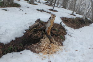 キツツキの木をつついた跡に散らばった木くず